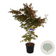Acer North Wind 170-200 cm cont. 55L extra