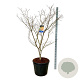 Acer North Wind 175-200 cm cont. 90L extra
