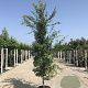 Acer palmatum 12-14 cm 40L geveerd