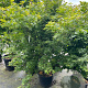 Acer palmatum 150-175 cm 20L