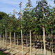 Acer pseudoplatanus 12-14 HO draadkluit