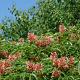 Aesculus pavia 'Koehnei' 60-80 cm 20L breed
