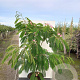 Albizia julibr. Ombrella 125-150 cm 20L