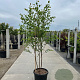 Betula nigra 150-175 cm 40L meerstammig