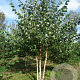 Betula nigra 300-350 cm draadkluit meerstammig