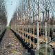 Betula utilis 'Doorenbos' 8-10 HO 45L