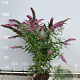 Buddleja d. 'Pink Delight' 125-150 cm 20L