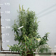 Buddleja d. 'White Profusion' 125-150 cm 20L