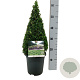 Buxus sempervirens 40-50 cm 4,0L piramide antraciet