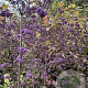 Callicarpa bod. 'Profusion' 100-120 cm 5,0L