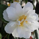Camellia j. 'Silver Anniversary' 80-100 cm 20L