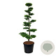 Carpinus betulus 175-200 cm cont. 90L bonsai