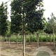 Carpinus betulus 16-18 HO draadkluit 200 cm stam LEIVORM