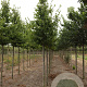 Carpinus bet. 'Frans Fontaine' 12-14 HO draadkluit