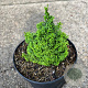 Chamaecyparis obtusa 'Gemstone' 15-20 cm 2,0L
