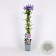 Clematis 'Bagatelle' 70 cm 2,0L