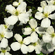 Clematis montana 40-60 cm 2,0L met stok