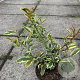 Cleyera japonica 'Tokyo Sunrise' 30-40 cm 3,0L