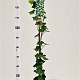 Hedera hibernica 125-150 cm 2,5L