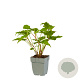 Heptacodium miconioides 80-100 cm 12L kegel