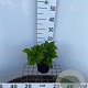 Hydrangea m. 'Blaumeise' 25-30 cm 2,0L