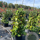 Hydrangea anomala petiolaris 60-80 cm 7,5L