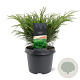 Juniperus sabina 25-30 cm 3,5L