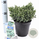 Juniperus squamata 'Blue Star' 20-25 cm 3,0L