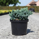 Juniperus squamata 'Blue Star' 25-30 cm 5,0L