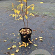 Koelreuteria paniculata 60-80 cm 7,5L