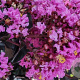 Lagerstroemia indica 'Purely Purple' 100-125 cm 20L
