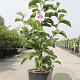 Magnolia 'Genie' 100-125 cm 12L