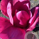 Magnolia 'Vulcan' 150-175 cm 20L