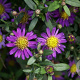 Aster ageratoides 'Ezo Murazaki' GM  P11