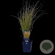 Calamagrostis arundinacea GM  P11