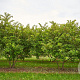 Malus toringo sargentii 150-175 cm draadkluit meerstammig 80-100 breed
