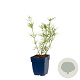Conradina verticillata GM  P11