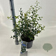 Osmanthus burkwoodii 30-40 cm 5,0L