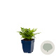 Dryopteris affinis GM  P11