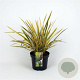 Phormium 'Golden Ray' 40-60 cm 7,5L