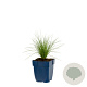Festuca amethystina GM  P11