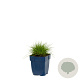 Festuca gautieri GM  P11