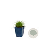 Festuca gautieri GM  P11