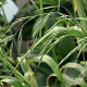 Festuca gigantea GM  P11