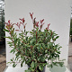 Photinia fraseri Pink Marble 100-125 cm 20L