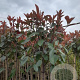 Photinia fraseri 'Red Robin' 200 cm stam 10L
