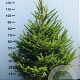 Picea abies 100-125 cm met kluit