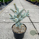 Picea crassifolia 30-40 cm 5,0L