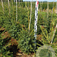 Picea omorika 80-100 cm met kluit