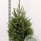 Picea omorika 100-125 cm met kluit
